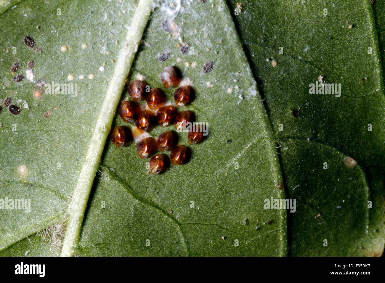 Aphid eggs under chilly leaf Stock Photo, Royalty Free Image 88024139 Alamy