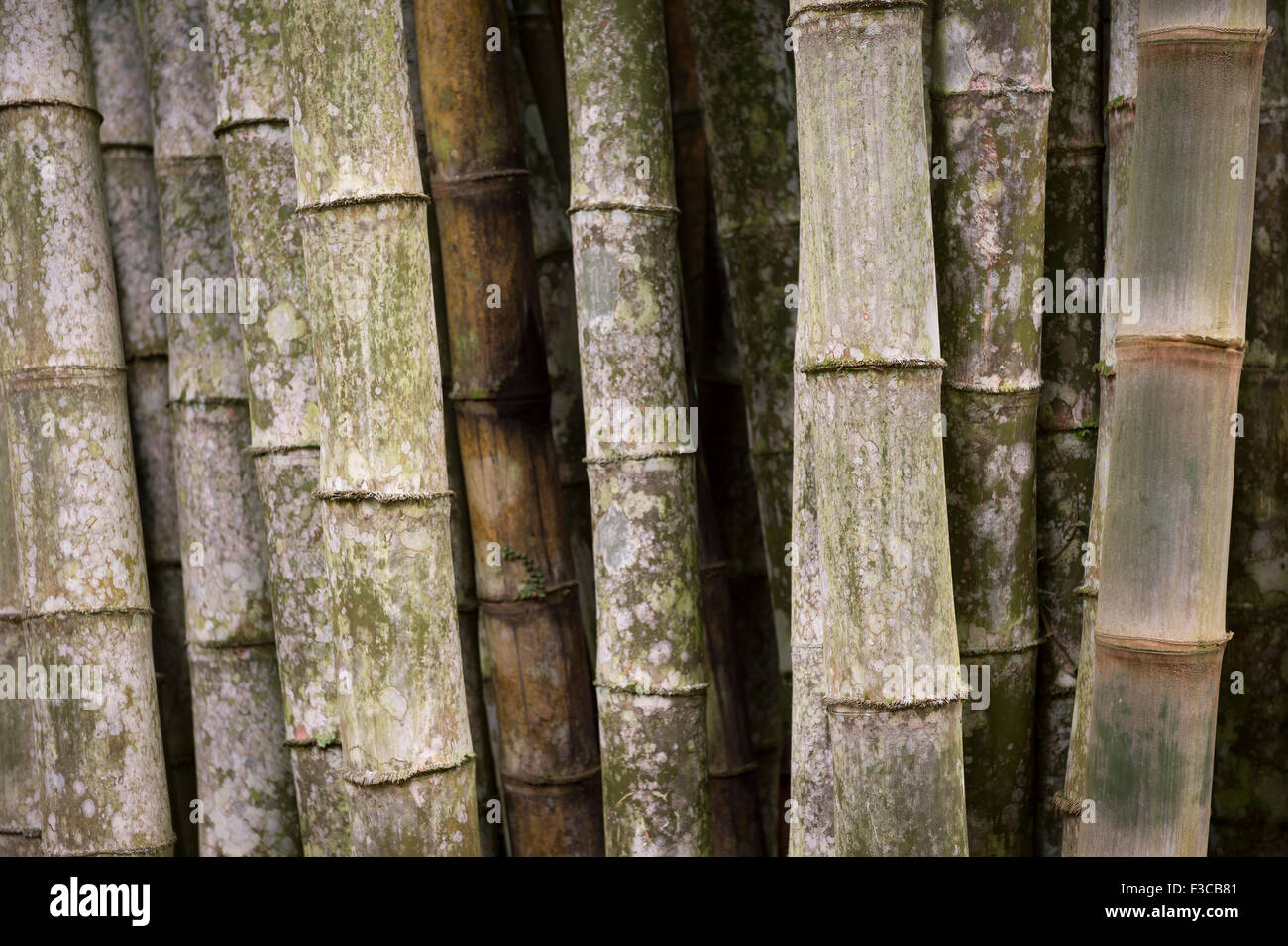 Sustainable Eco Friendly Background Of Thicket Of Weathered Bamboo