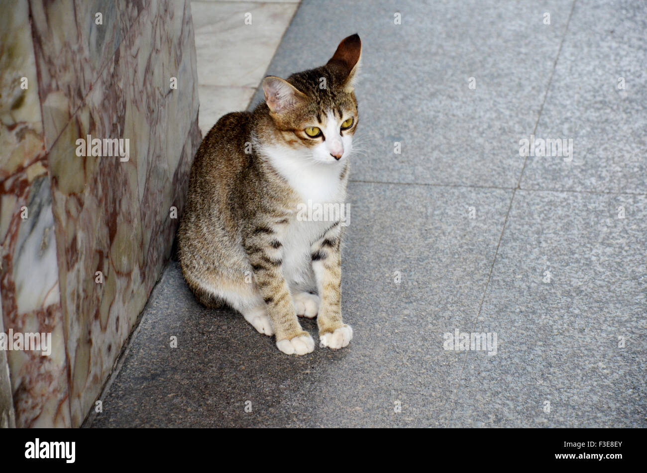 Domestic Cat Sitting In Wat Phra Mahathat Woramahawihan In Nakhon Si