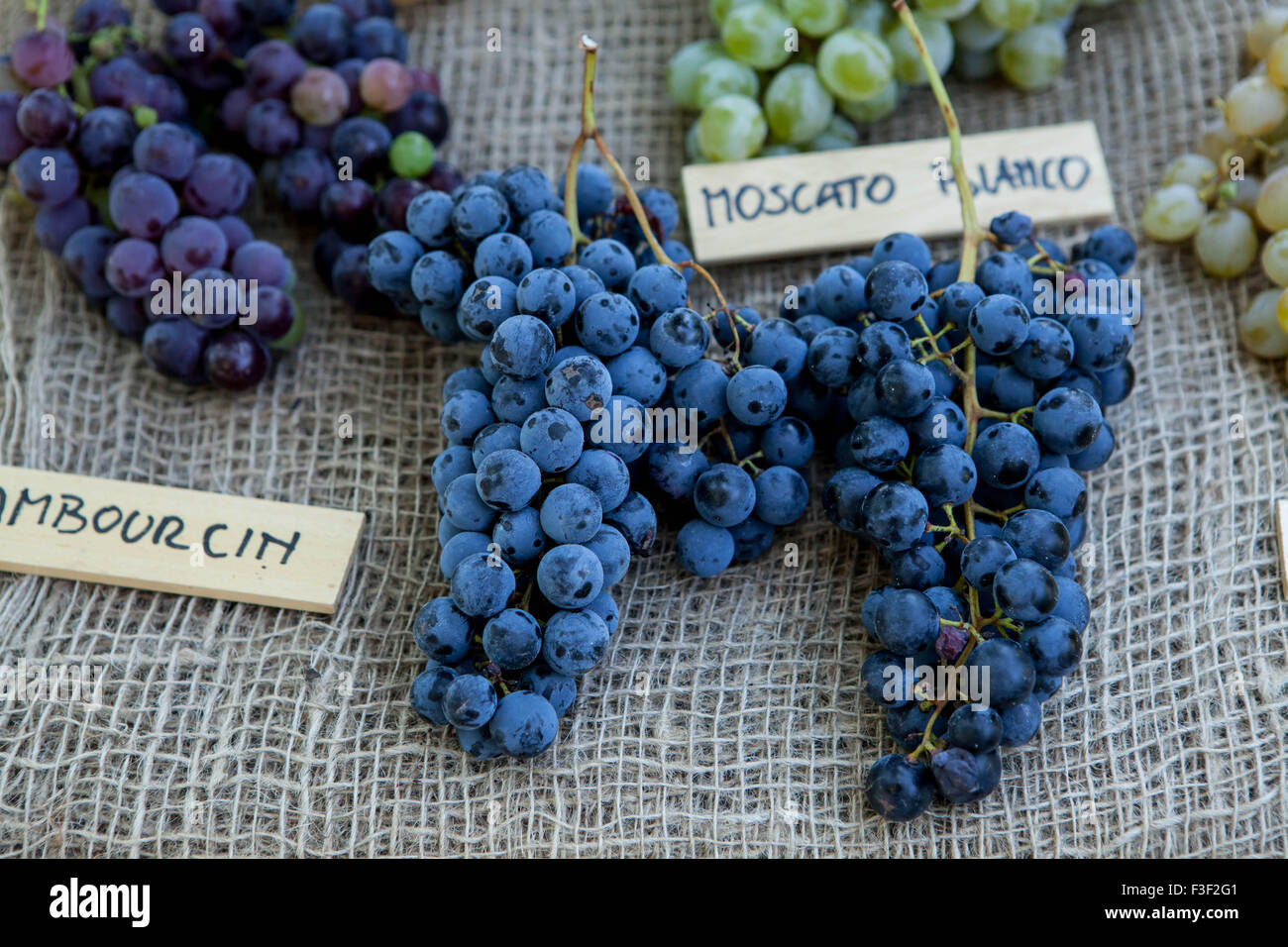 Moscato grapes on display at an Italian Farmers' Market Stock Photo