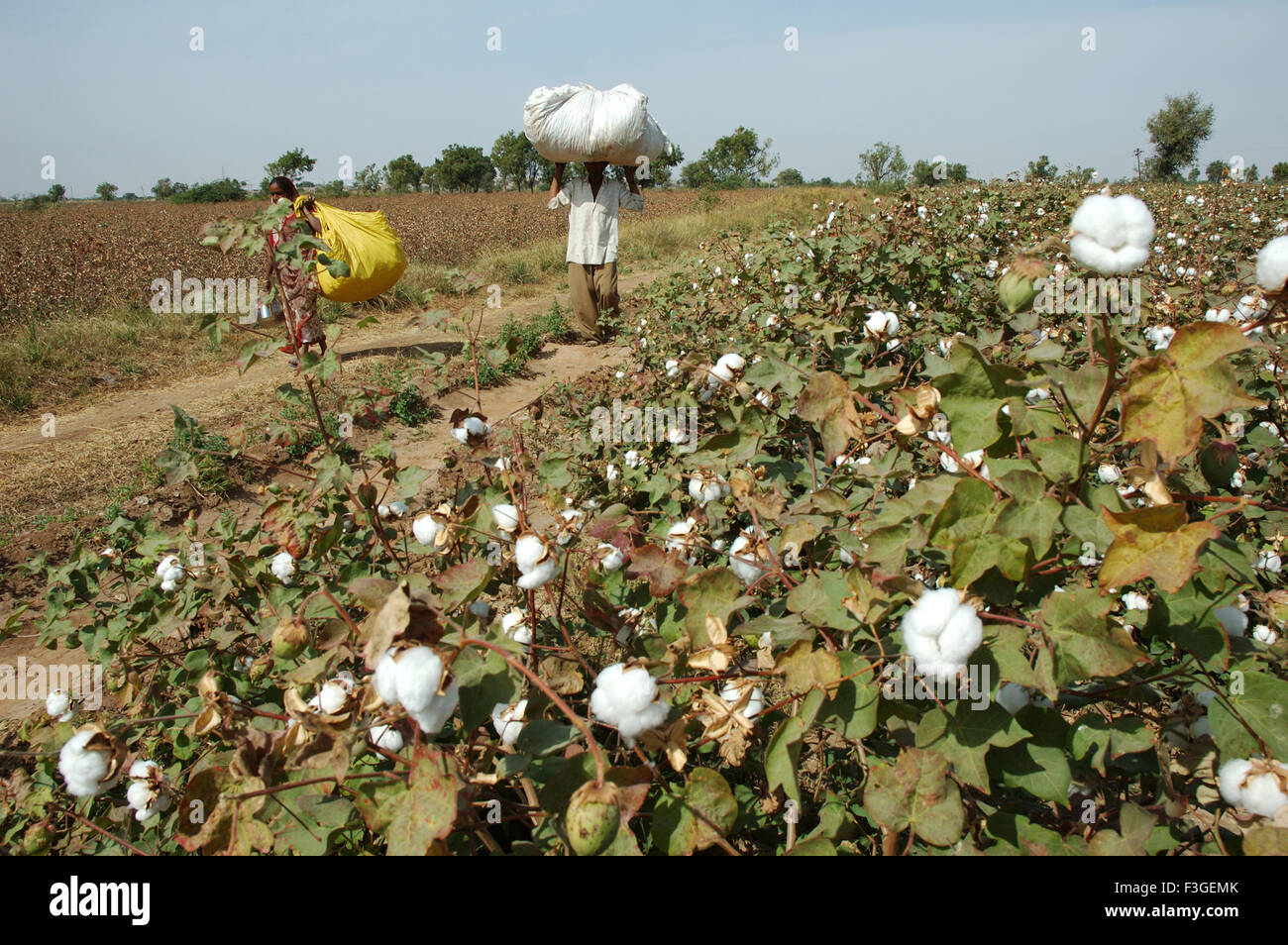 Cotton field ; cotton boll burst Gossypium herbaceum ready for Stock
