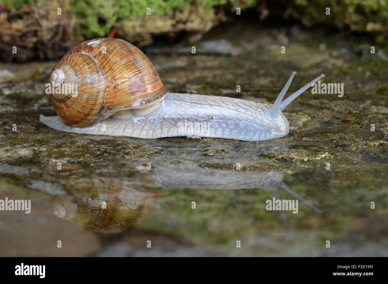 snail, vineyard Stock Photo 88467617 Alamy
