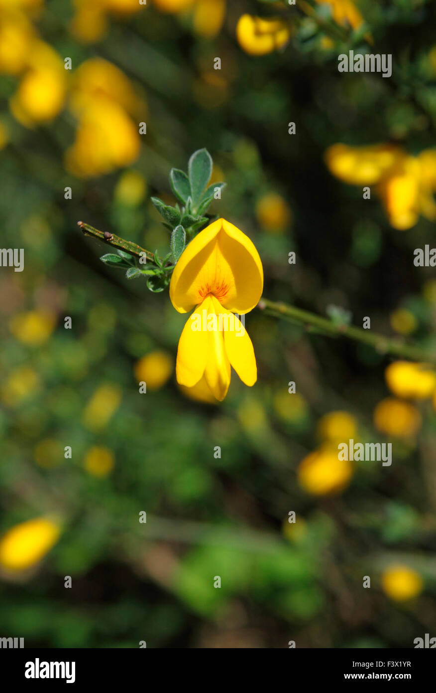 Cytisus Scoparius Broom Close Up Of Flower Stock Photo Alamy