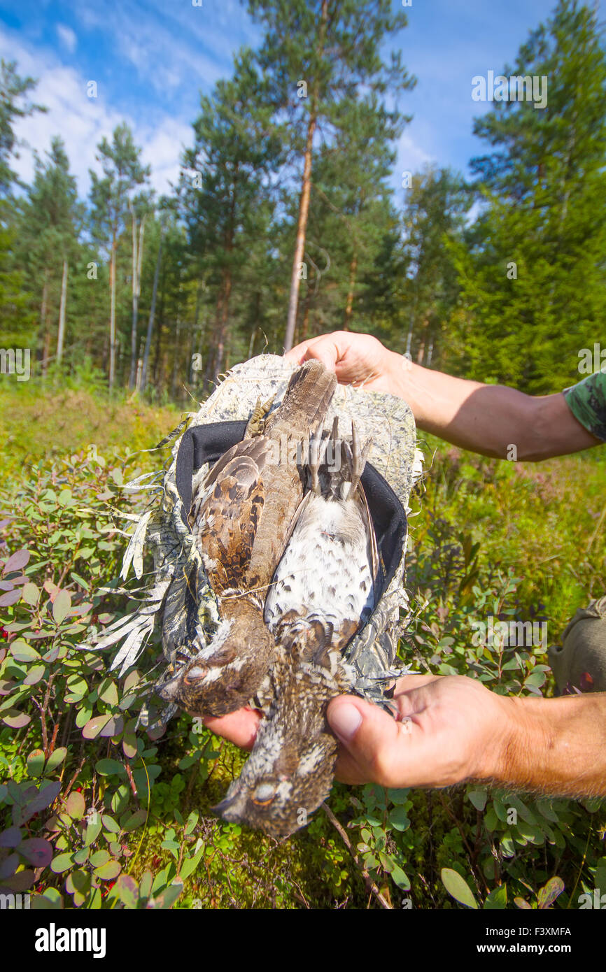 How to cook hazel grouse How to cook hazel grouse