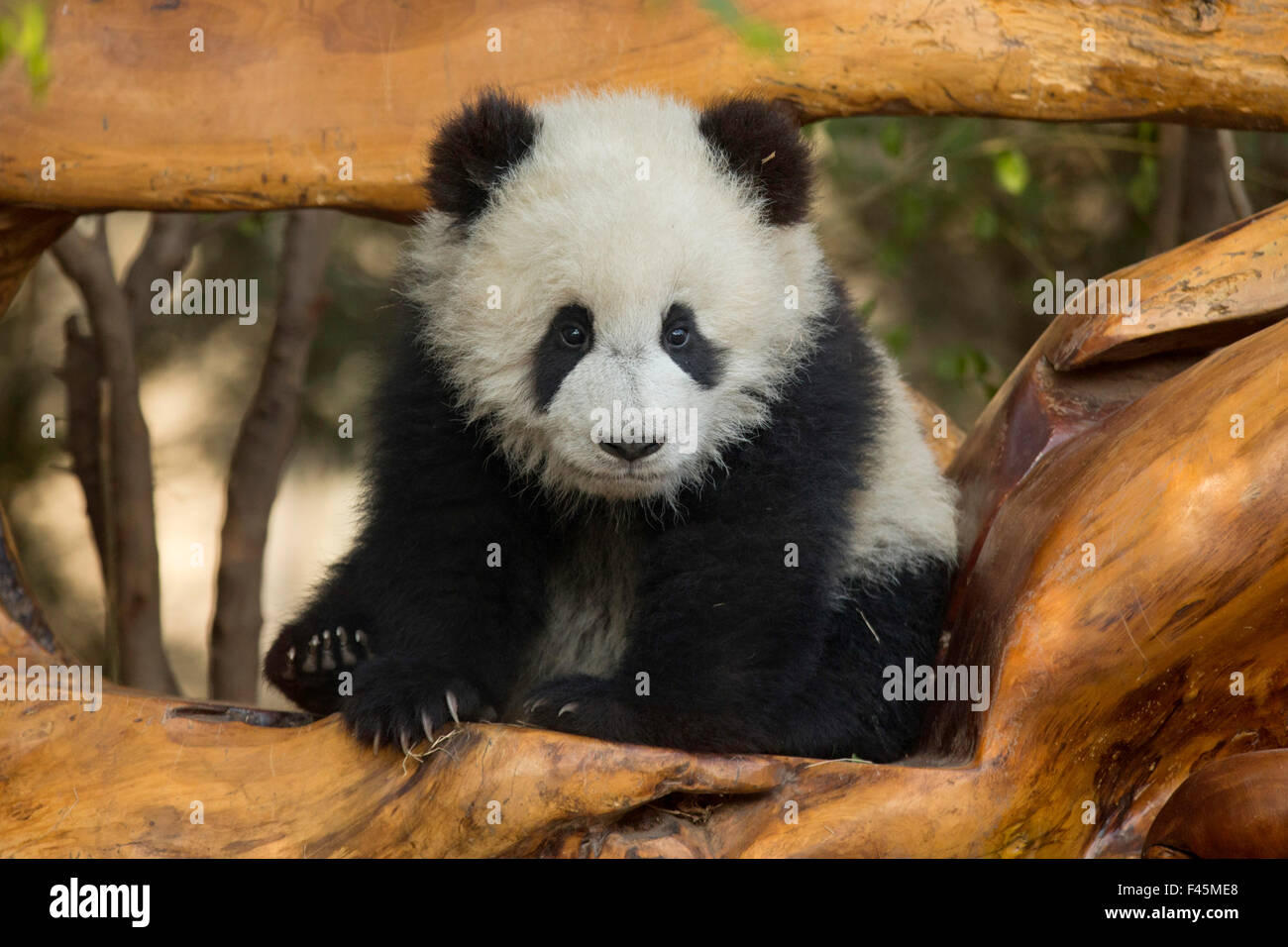 Giant Panda Ailuropoda Melanoleuca Cub In Old Log Chengdu China