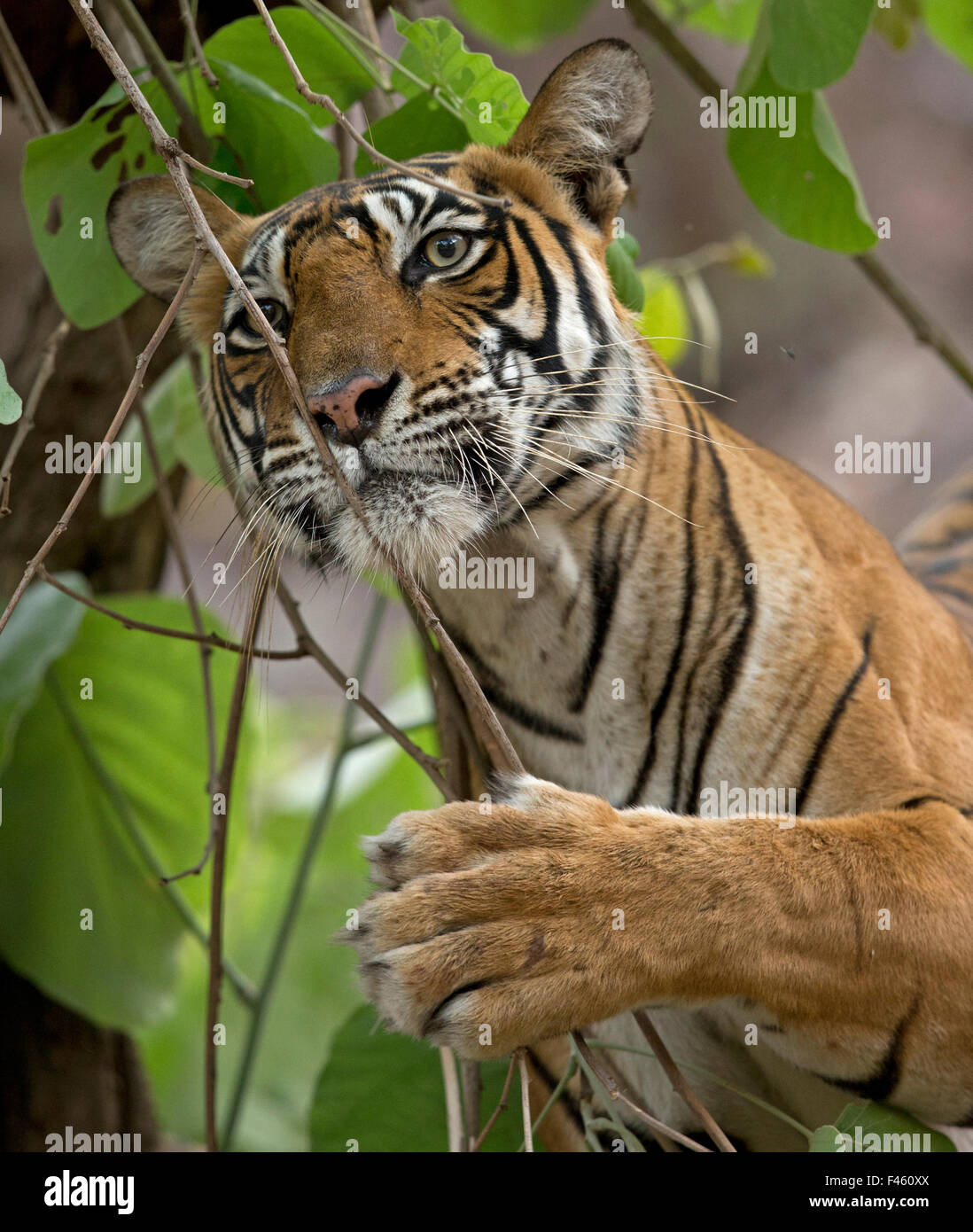 Bengal Tiger Panthera Tigris Tigris Female Noor T39 Covering Fresh