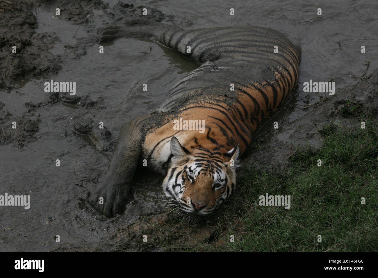 bengal-tiger-panthera-tigris-tigris-juvenile-female-taking-mud-bath-F46FGC.jpg