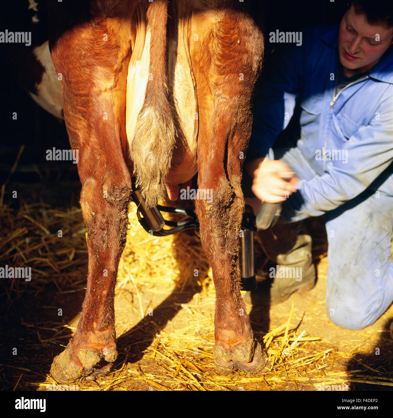 Cow man sexphotos hentia tube