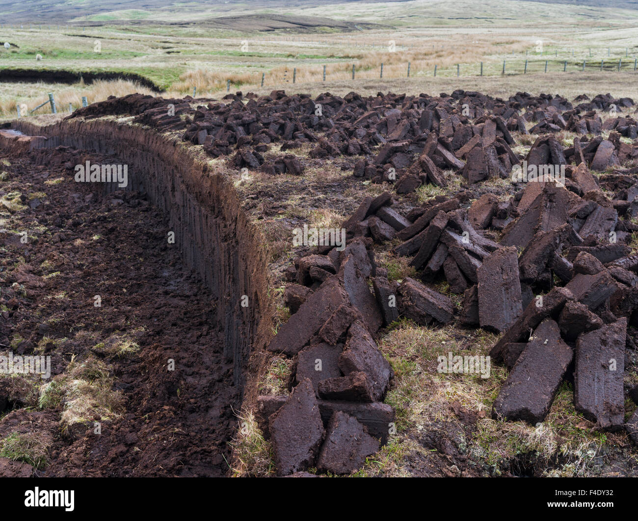 Peat cutting on Shetland, Scotland. the peat is drying next to the Stock Photo, Royalty Free