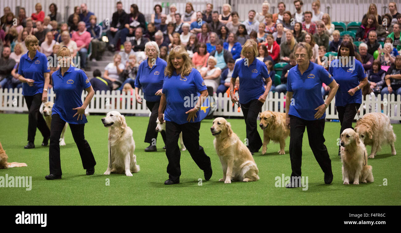 southern golden retriever display team uk 17 10 2015 southern golden retriever display team stock photo royalty southern golden retriever display team uk 17 10 2015 southern golden retriever display team stock photo royalty