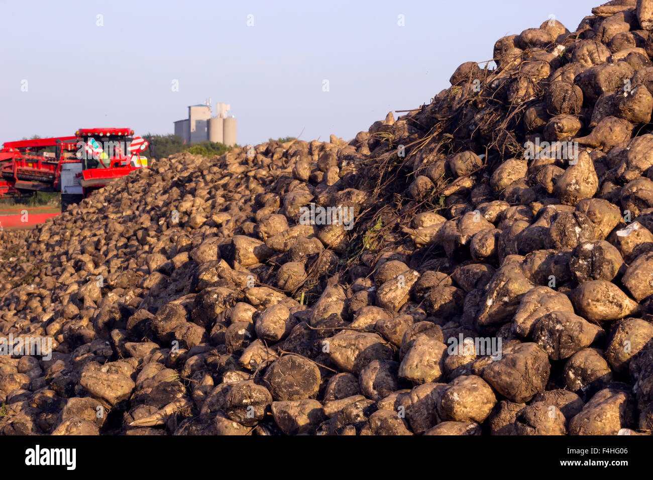 Sugar Beet On Field Stock Photo Alamy