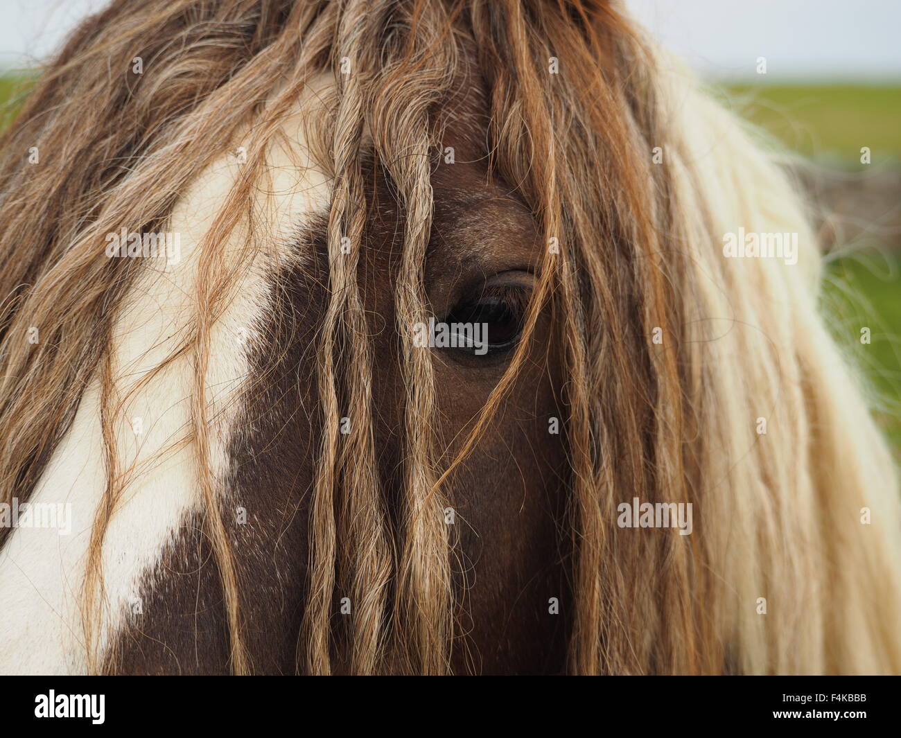 closeup of brown and white piebald horse with extra long mane and