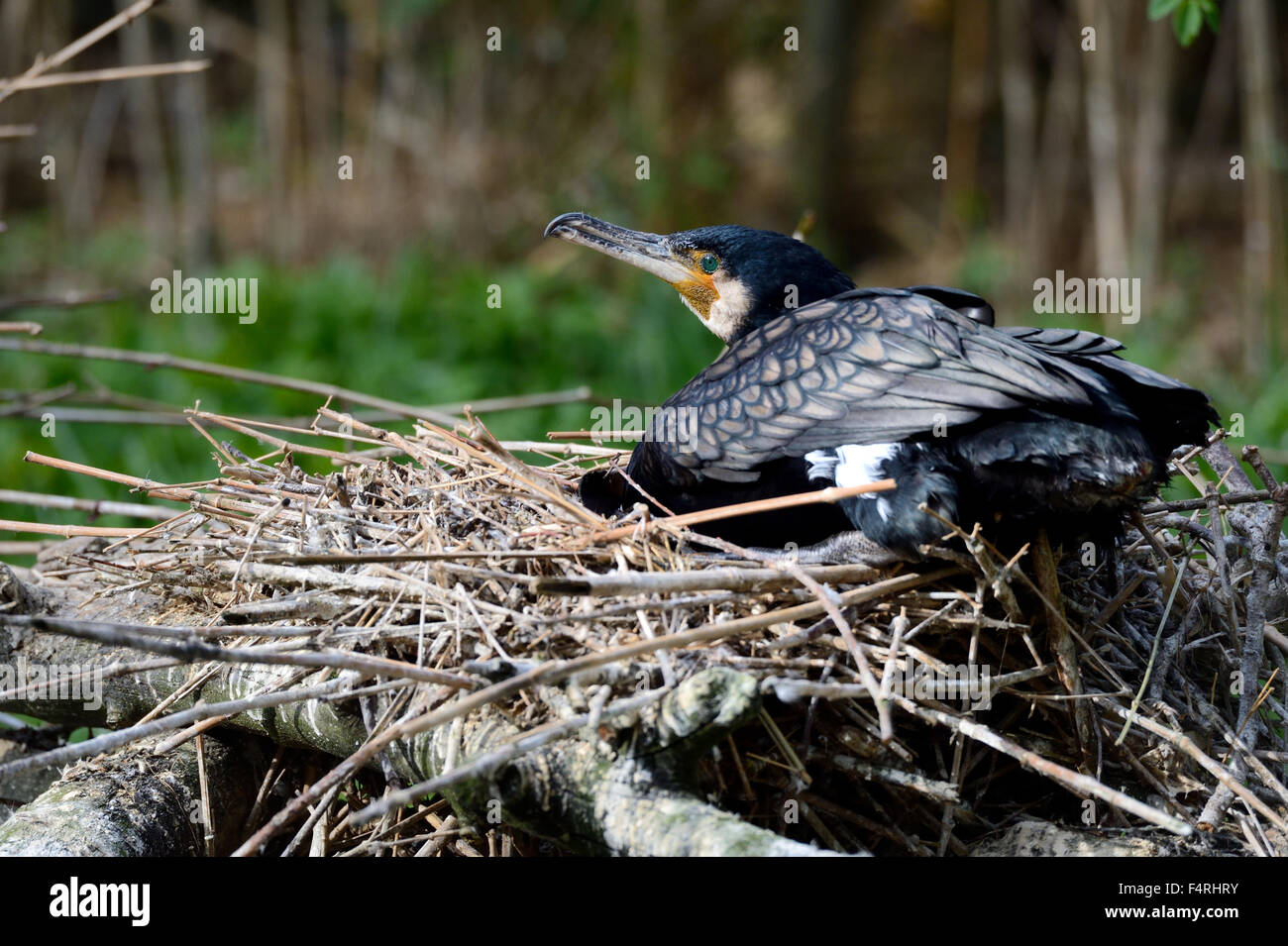 Germany, brood, hatch, cormorant, cormorants, nest, Phalacrocorax Stock