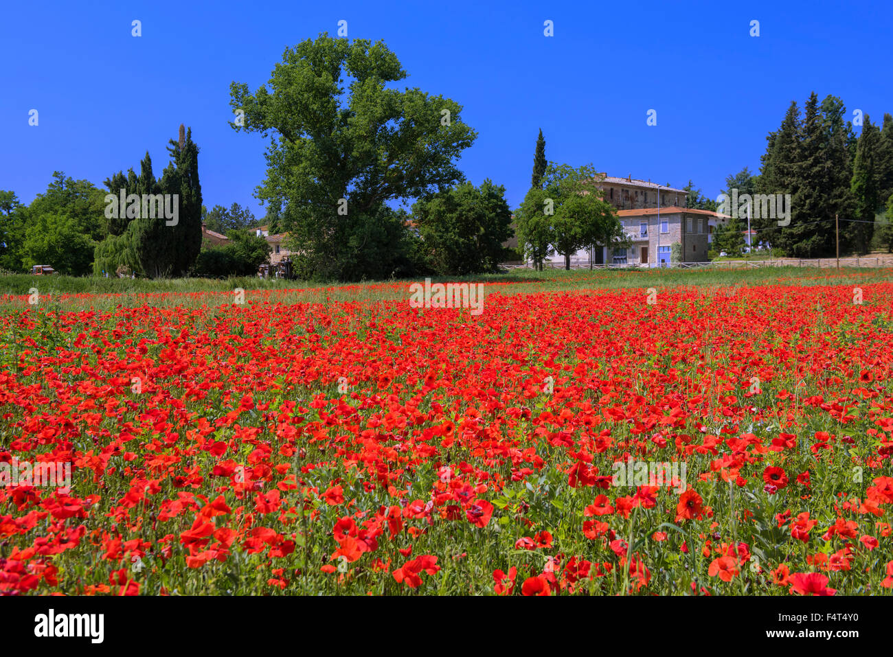 Poppy Fields Hi Res Stock Photography And Images Alamy