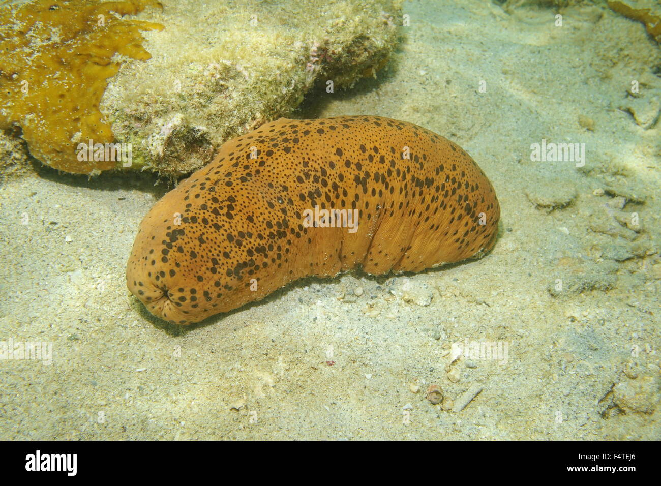 sea cucumber essay Sea cucumber condition and trepang industry sea cucumber condition and trepanned industry in the get a custom essay sample written according to your. sea cucumber essay Sea cucumber condition and trepang industry sea cucumber condition and trepanned industry in the get a custom essay sample written according to your.
