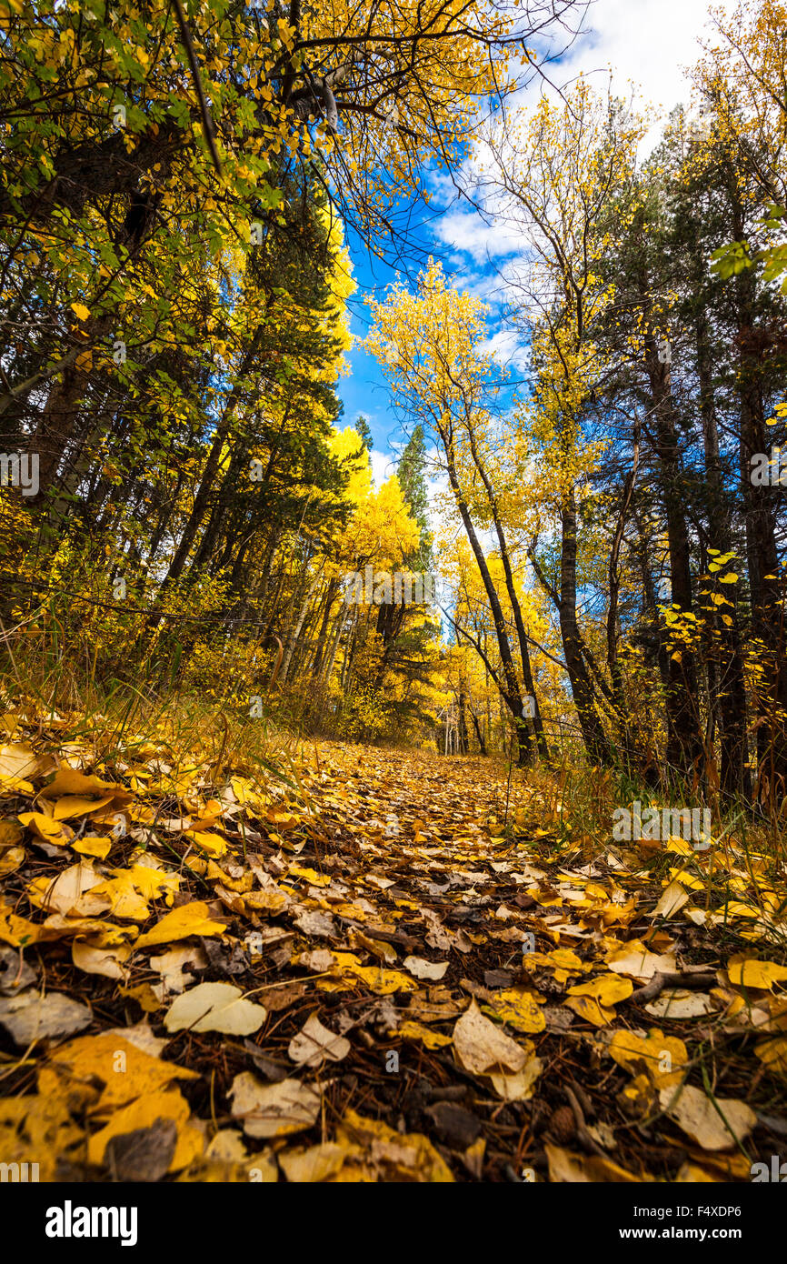 a-path-littered-with-aspen-leaves-along-rush-creek-in-june-lake-in-F4XDP6.jpg