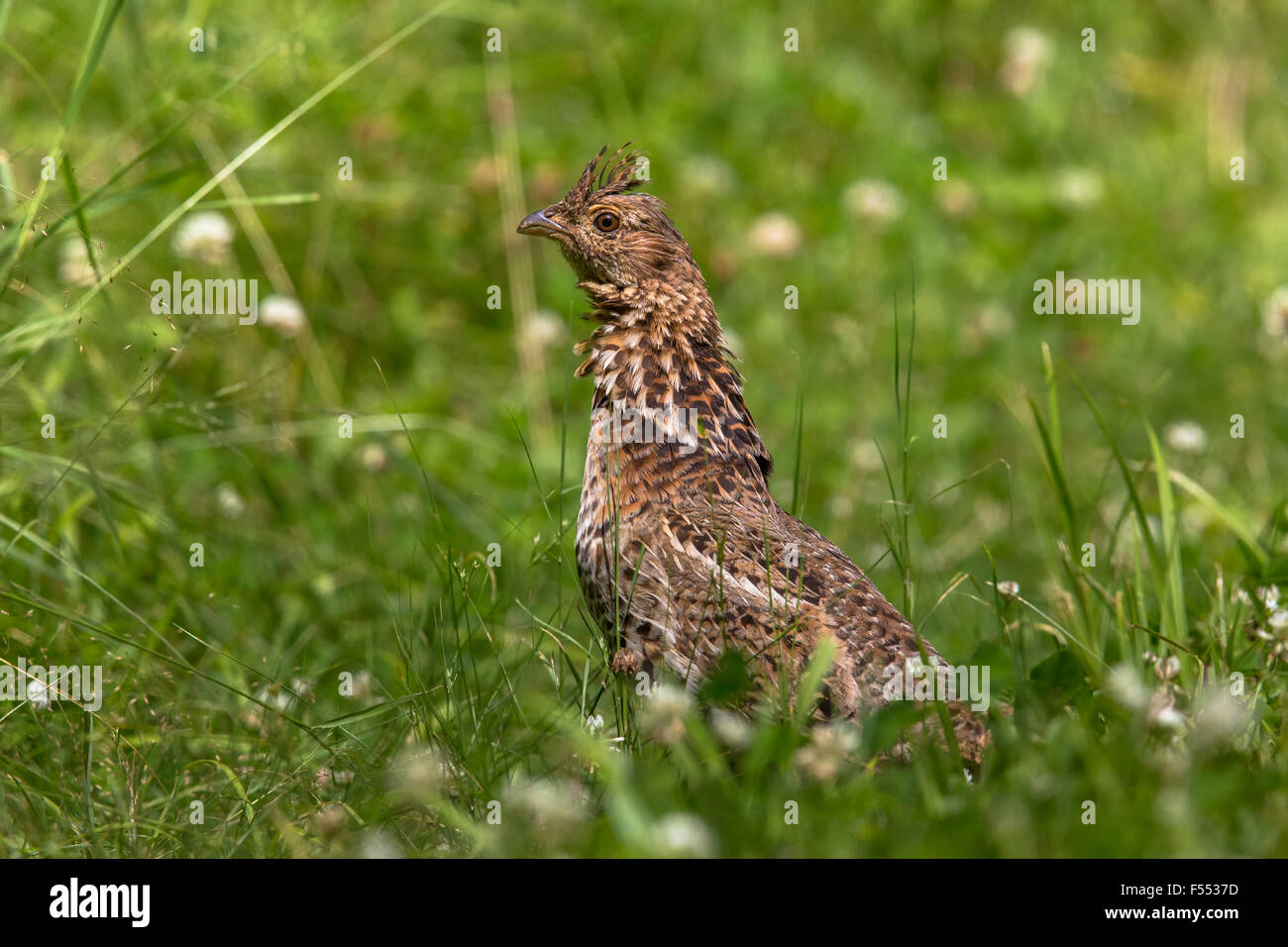 Ruffed grouse in Wisconsin Stock Photo, Royalty Free Image 89237441