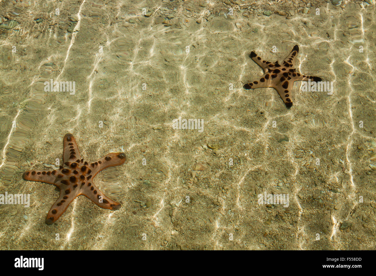 Starfish In Shallow Water On Sandy Beach Stock Photo Alamy