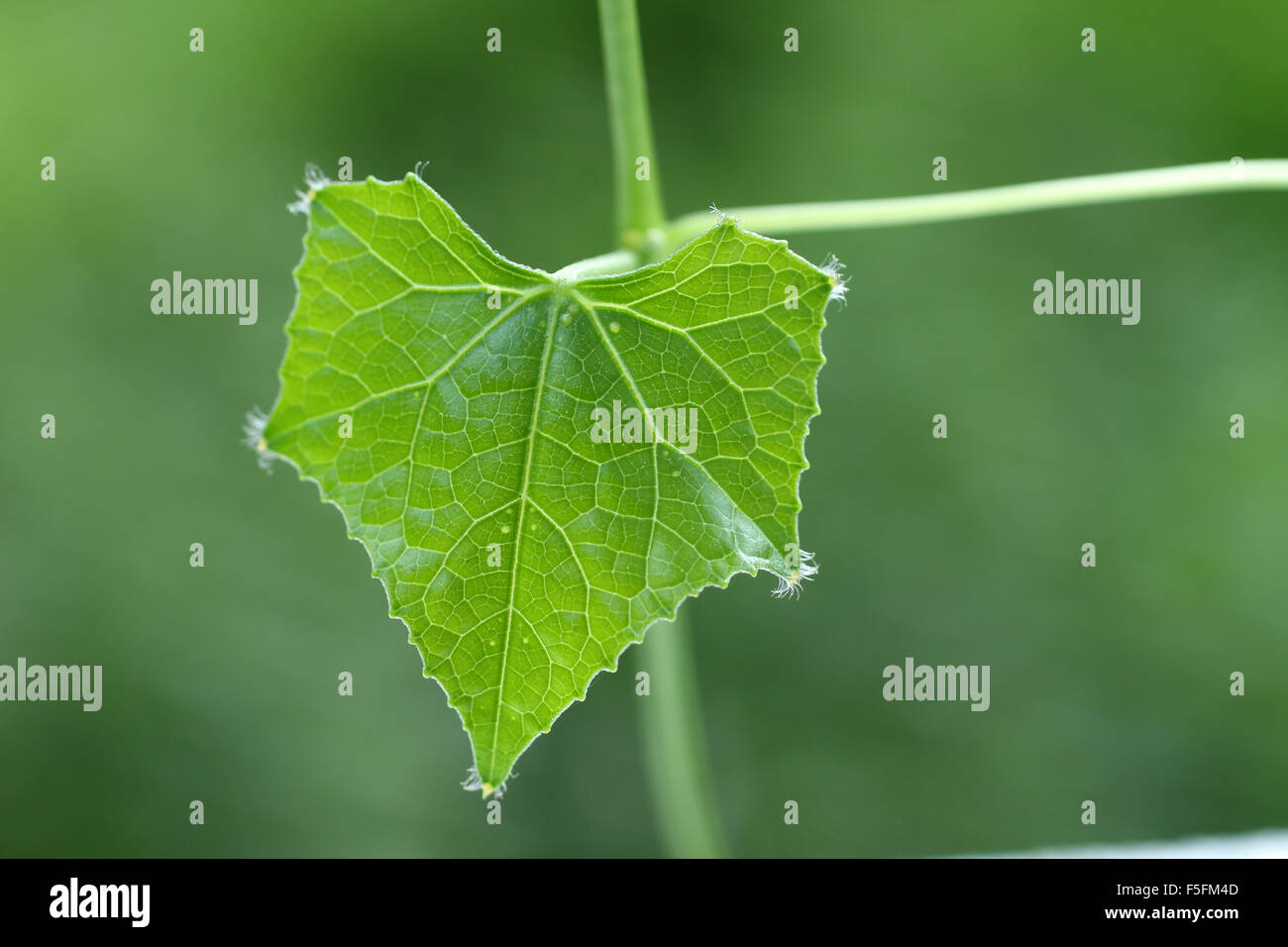 Snake gourd benefits health shade hybrid seeds f1 rope bitter kalash india melon vegetable agriculture onlyfoods used