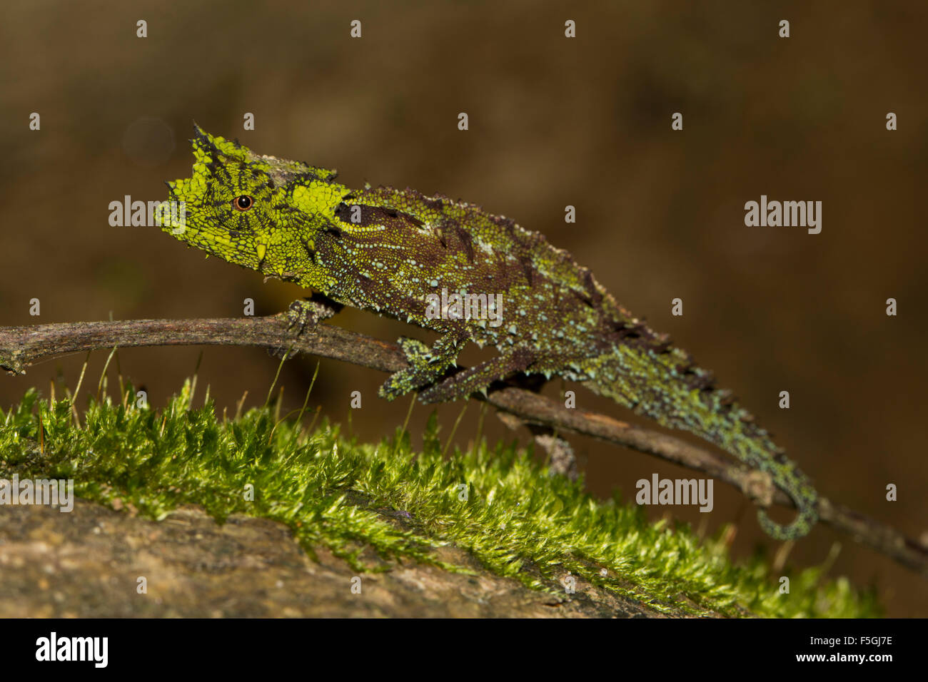 Iaraka river leaf chameleon (Brookesia vadoni), male, extremely rare