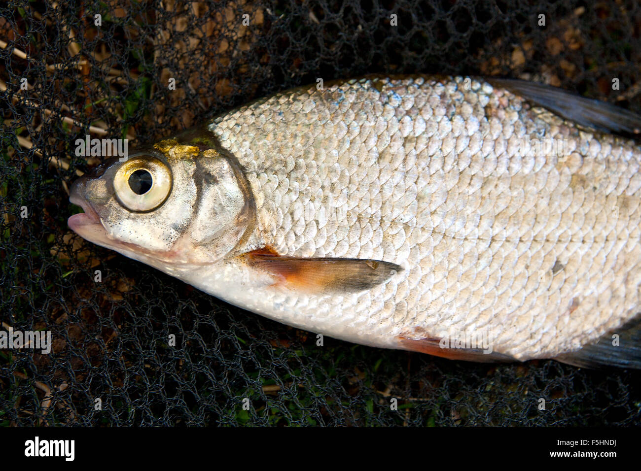 Close up view of the freshwater bream fish just taken from the water