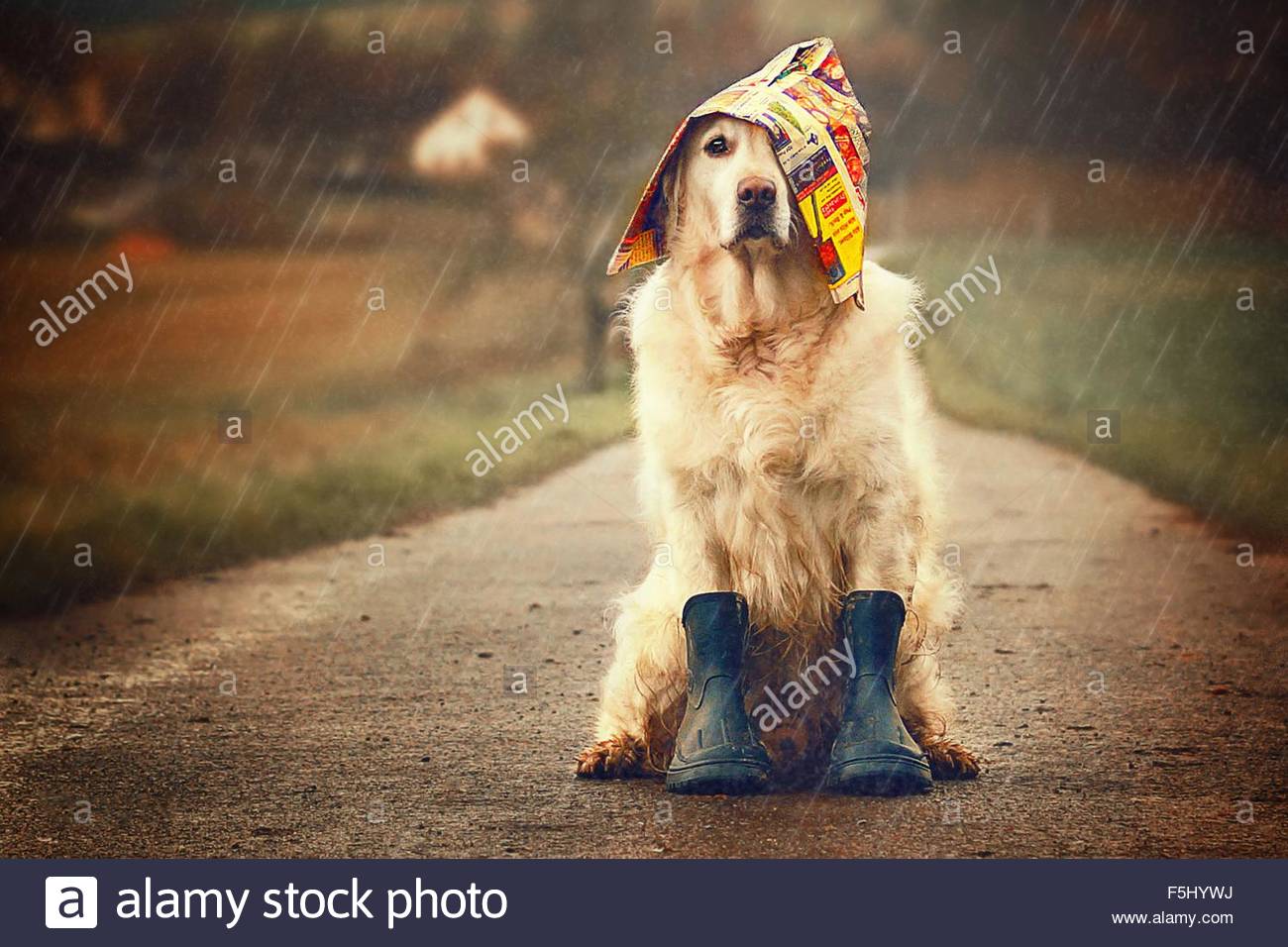 Golden Retriever in the rain Stock Photo, Royalty Free Image 89520190