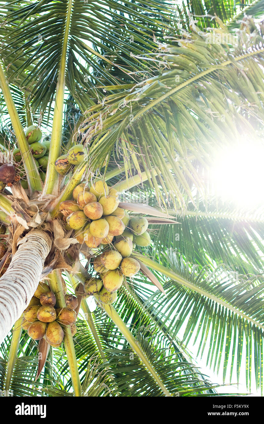 Mexico, Cancun, Coconut palm tree in sunlight Stock Photo, Royalty Free