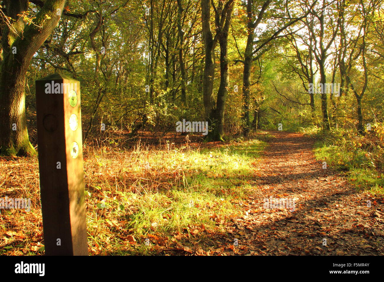A trail through woodland in Stanmore Country Park, Stanmore, London