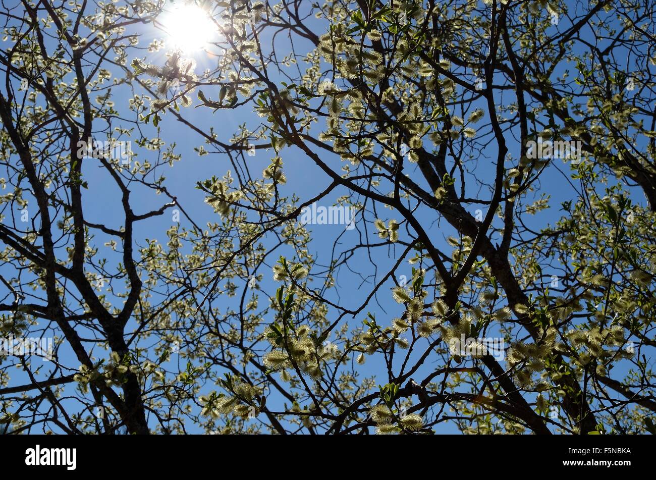 Pussy Willow Tree Sprouting In Spring With Clear Blue Sky Background