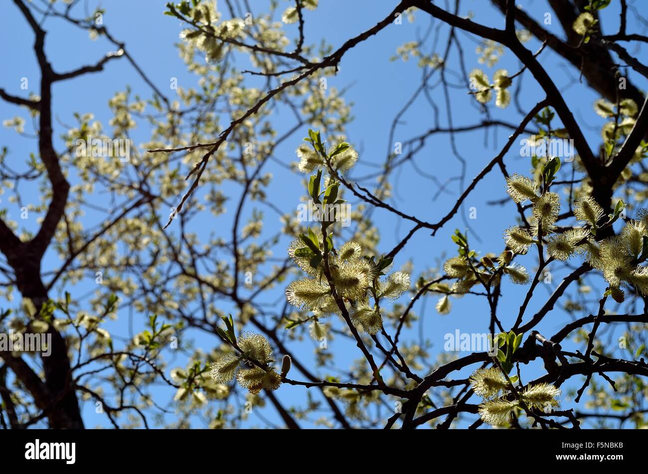 Pussy Willow Tree Sprouting In Spring With Clear Blue Sky Background