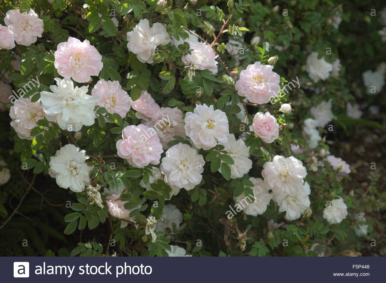 Rosa 'Stanwell Perpetual' (SpH) AGM Stock Photo, Royalty Free Image
