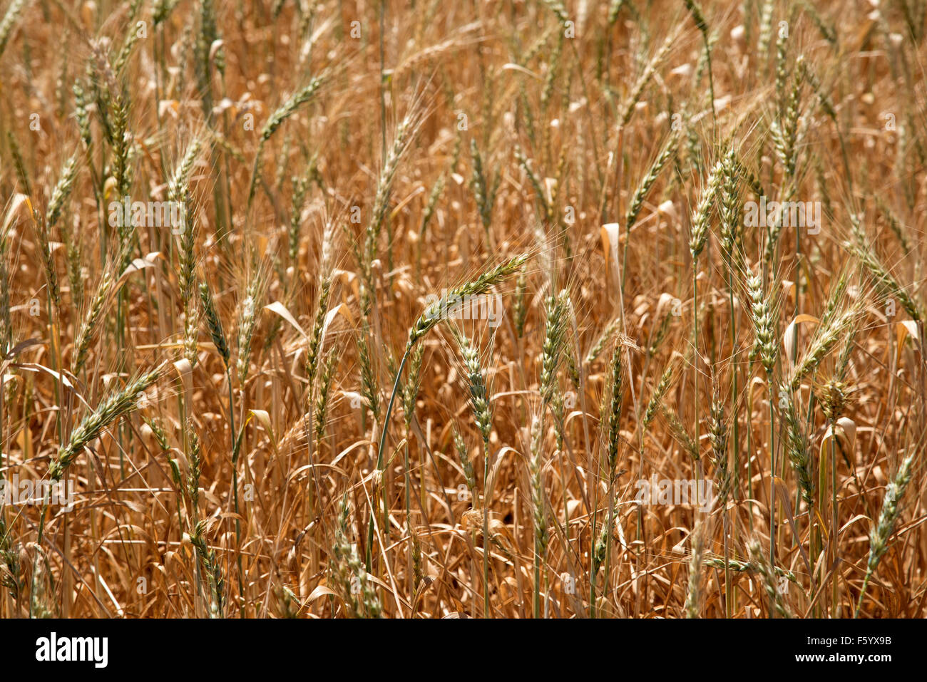 Wheat growing on a farm in the Swartland region South Africa Stock