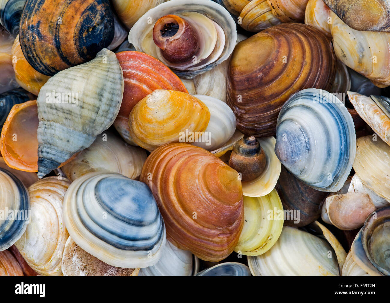 Assorted colourful shells Stock Photo, Royalty Free Image 89956233 Alamy