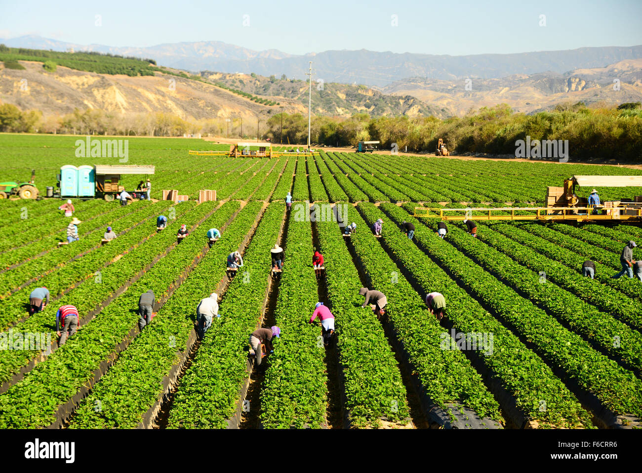 Mexican migrant workers pick strawberries in strawberry fields near