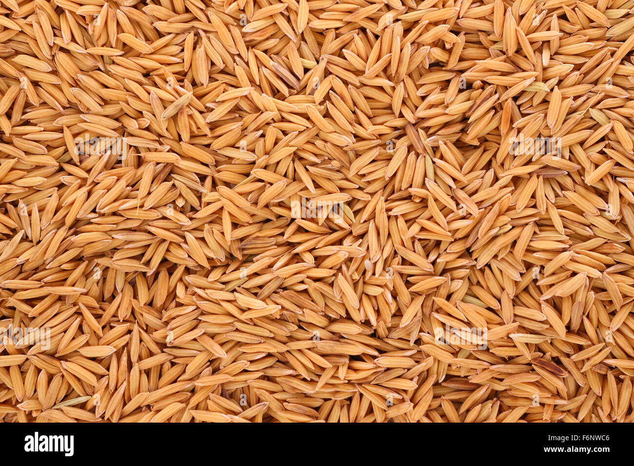 Pile raw of dry paddy grain unmilled rice Stock Photo 90220710 Alamy