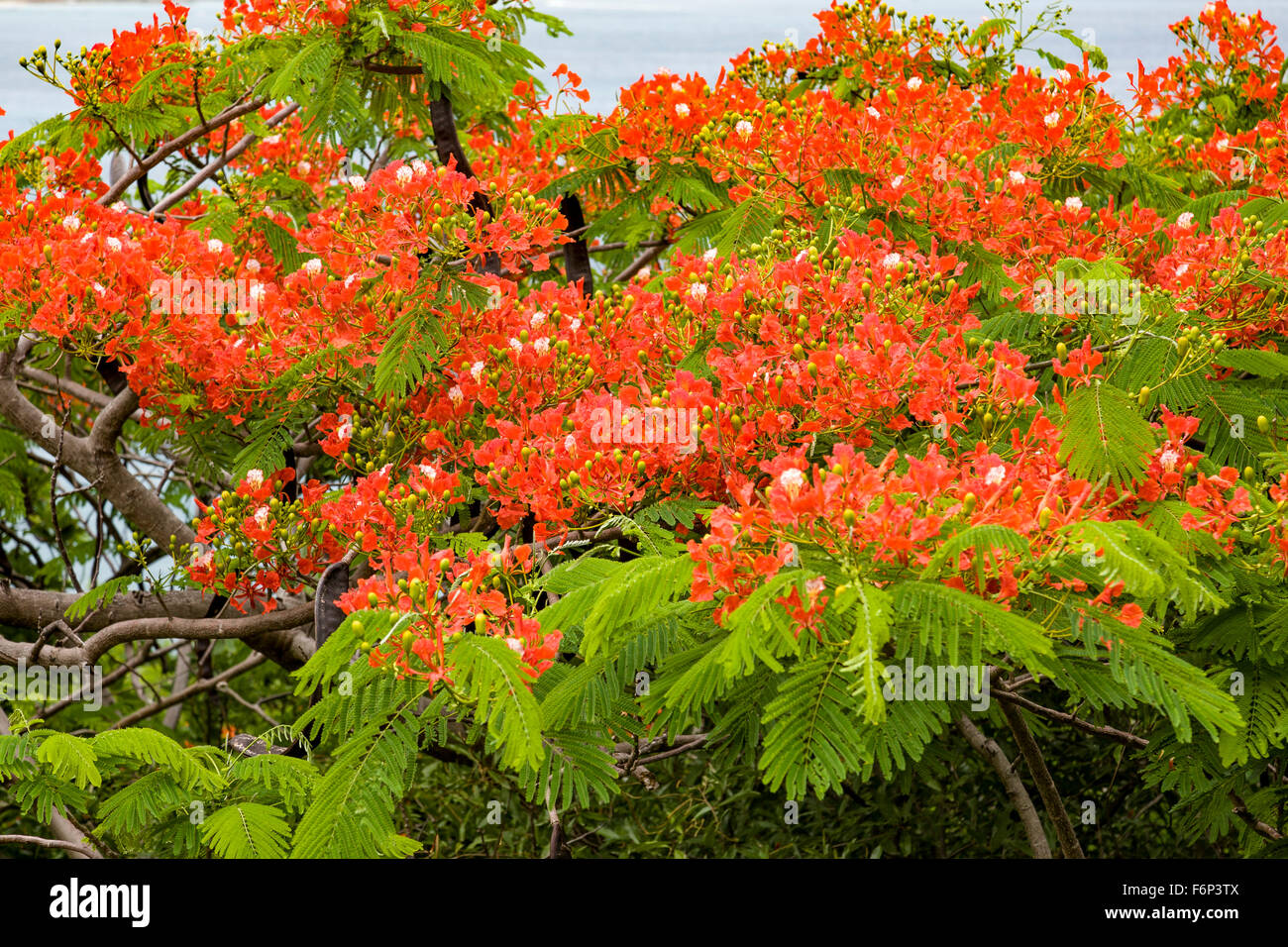 Flame tree (Delonix regia) with bright red flowers and seed pods Stock Photo, Royalty Free Image