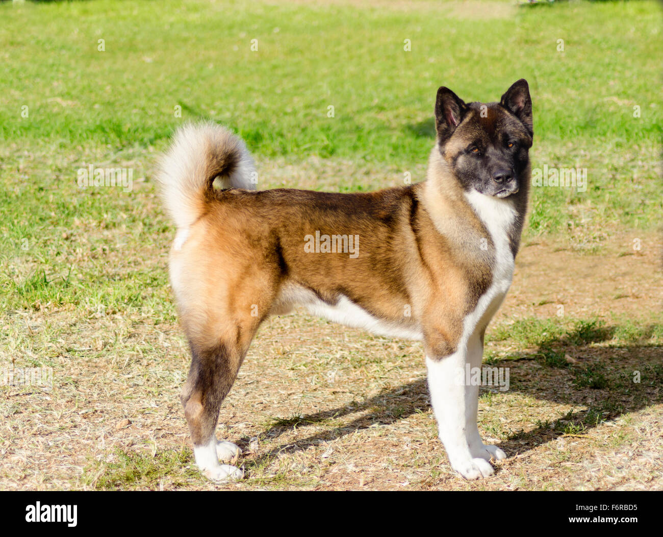 A profile view of a sable, white and brown pinto American Akita dog