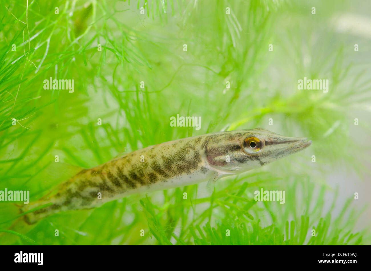 Pike Fry Stock Photo, Royalty Free Image 90271262 Alamy