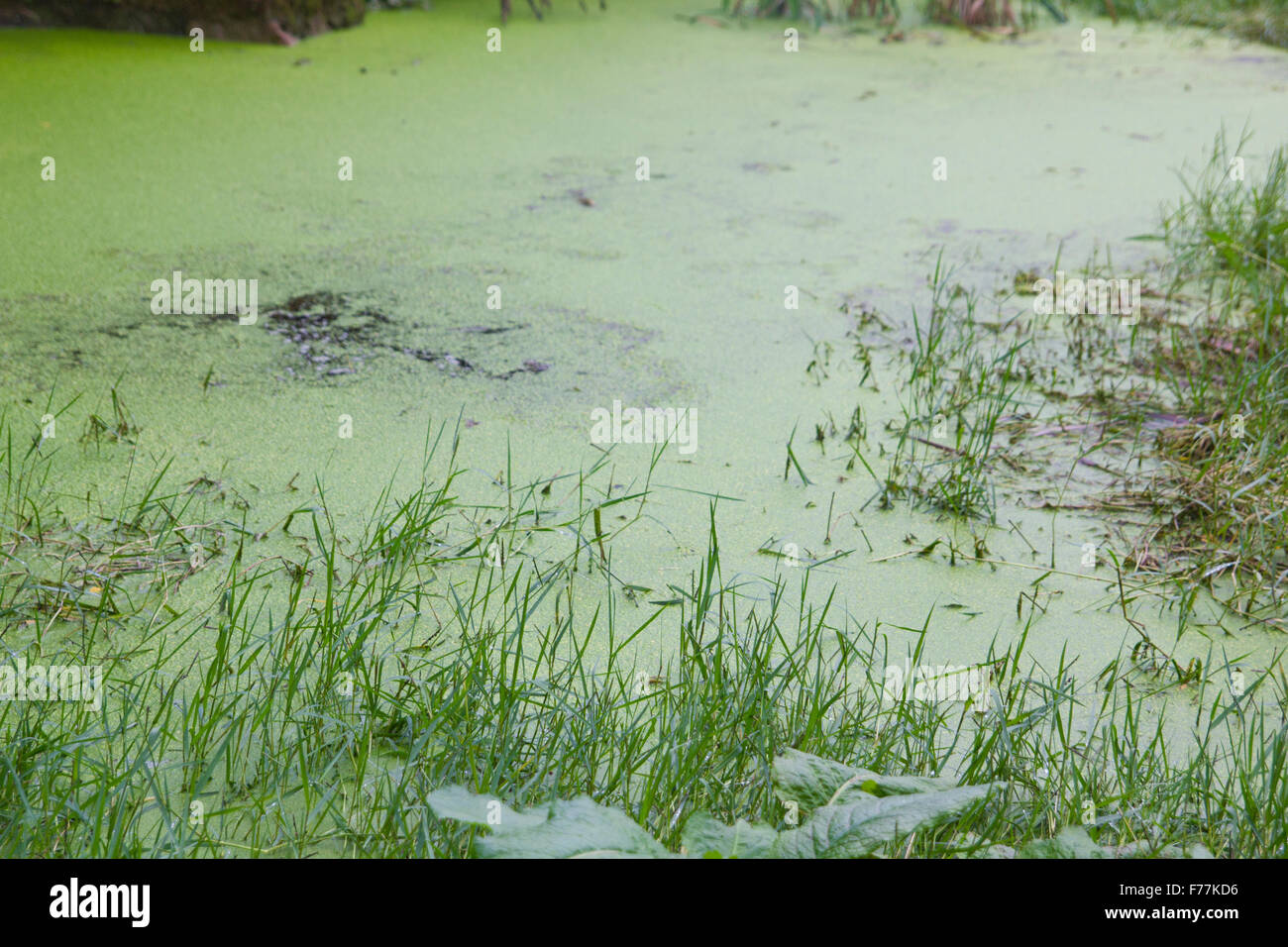 Lush Green Swamp And Mediterranean Forest Scene Stock Photo Alamy