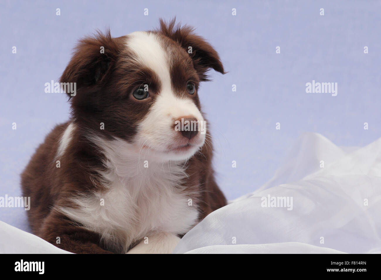 miniature australian shepherd 6 weeks miniature australian shepherd 7 weeks old female stock photo miniature australian shepherd 6 weeks miniature australian shepherd 7 weeks old female stock photo