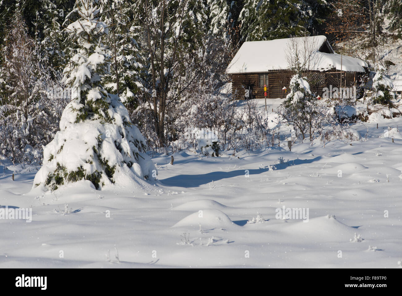 Mountain House Near Pine Tree Forest Small Cabin Covered With Fresh