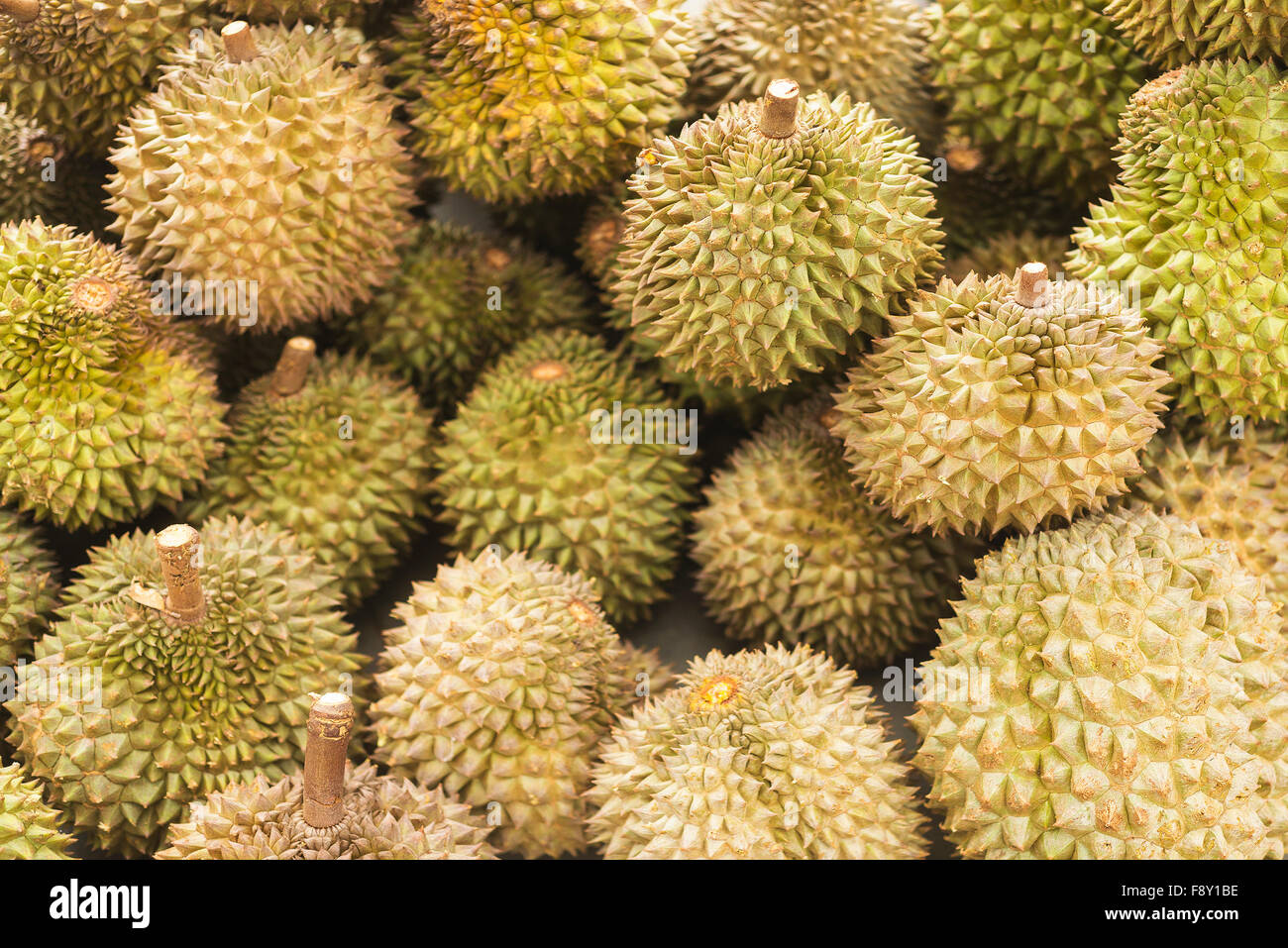 exotic asian durian fruit in kep cambodia market stock photo