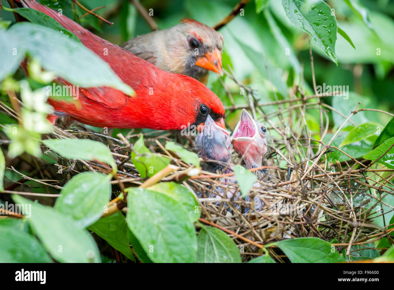 pair of northern cardinals cardinalis cardinalis pair of northern cardinals cardinalis cardinalis