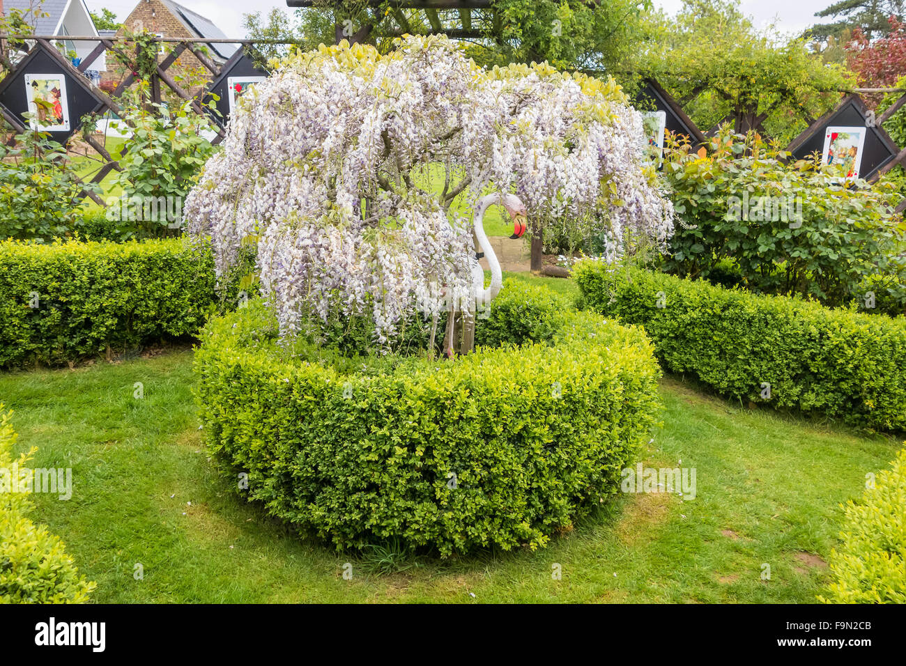 Wisteria Tree Stock Photos Wisteria Tree Stock Photos