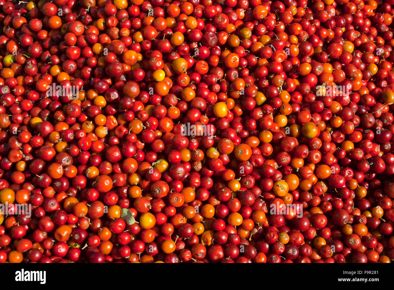 Red Indian Berries Stock Photo, Royalty Free Image 92090433 Alamy