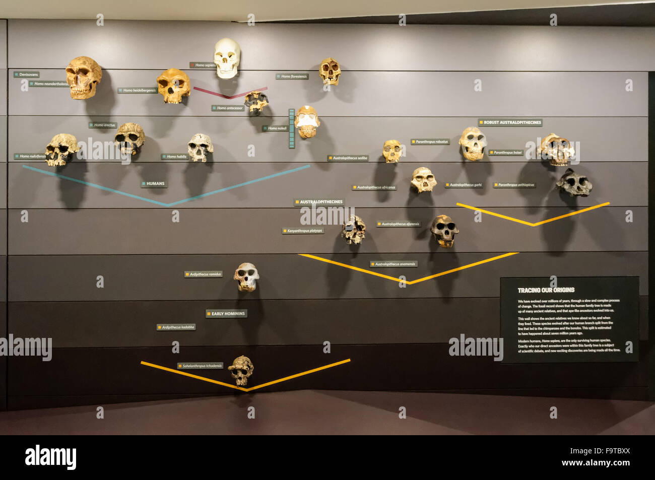 Human Evolution Gallery At The Natural History Museum In London Stock ...