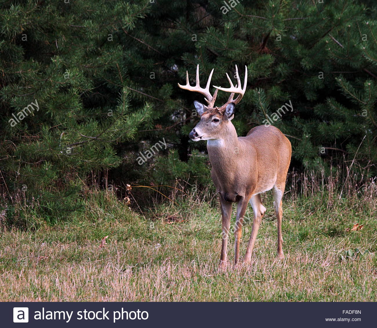 Ten Point Whitetail Stock Photo Royalty Free Image 92495781 Alamy ten-point-whitetail-stock-photo-royalty-free-image-92495781-alamy