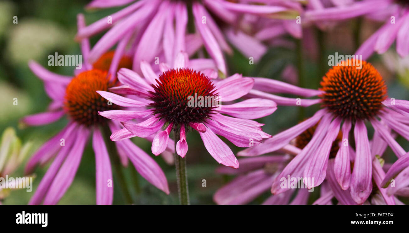 Pink Cone Flowers Echinacea Stock Photo Alamy