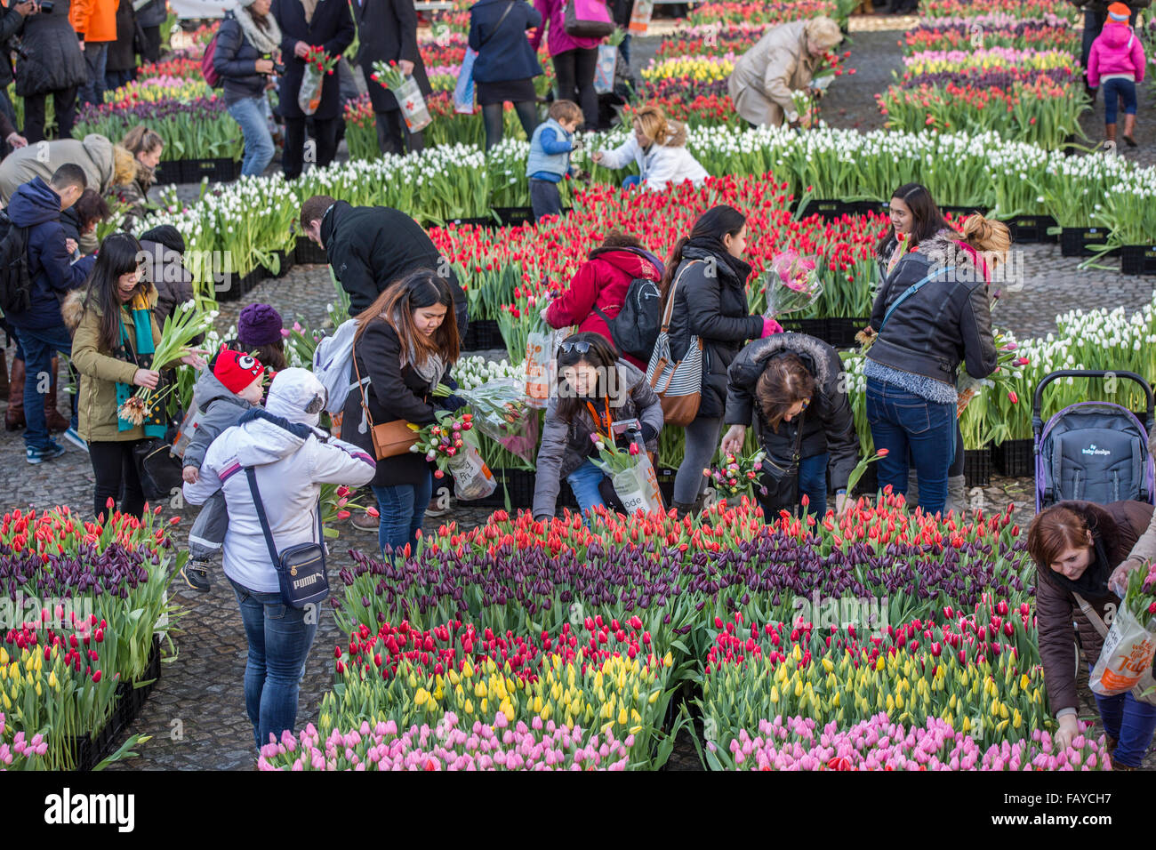 Netherlands, Amsterdam, Start of tulip season. Dam Square. People can Stock Photo, Royalty Free