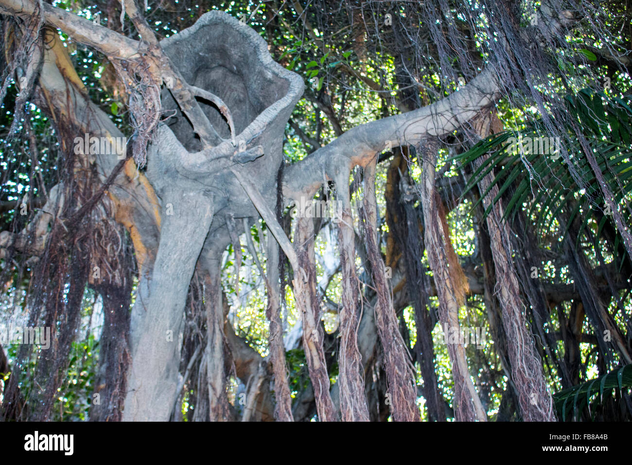 decorative vines background in a tropical garden stock photo decorative vines background in a tropical garden stock photo